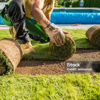 Large Rolls of Natural Grass Turfs Being Installed Inside a Backyard Garden. Landscaping Industry Theme.