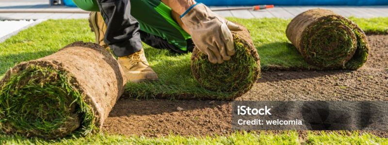 Large Rolls of Natural Grass Turfs Being Installed Inside a Backyard Garden. Landscaping Industry Theme.