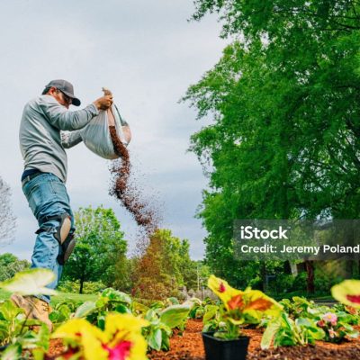 Professional Landscaper Hispanic Crew proudly working together to Plant a Flowerbed in a Public Neighborhood Park Median Green Space. Photo taken in Tennessee, USA (Southern USA)