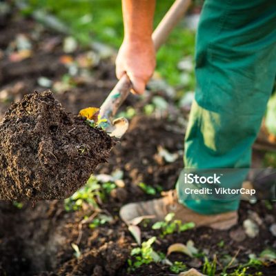 Senior man gardening in his garden, watering plants, using garden equipment, digging the garden soil with a spud