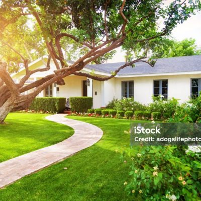 Beautiful white color single family home in Phoenix, Arizona USA with big green grass yard, large tree and roses